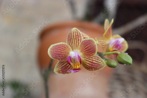 Obraz natural flores