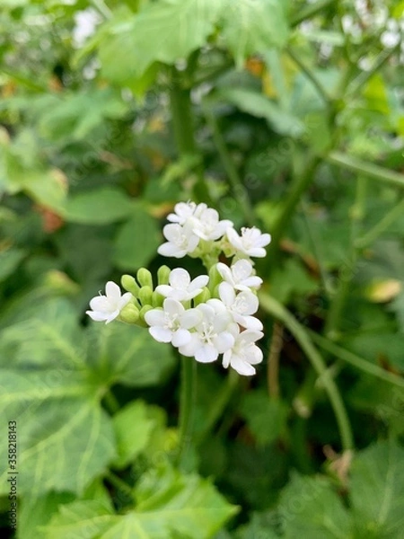 Fototapeta white flowers