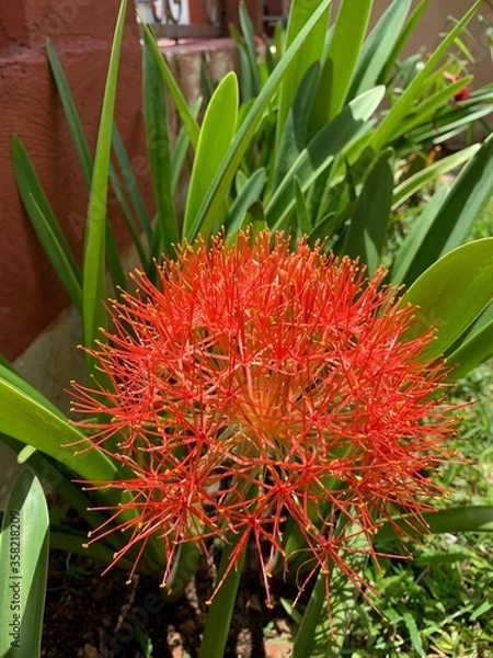 Obraz exotic tropical flower