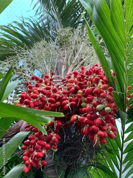 Fototapeta palm tree in thailand