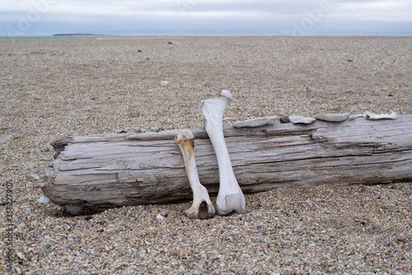 Fototapeta Bones lying on drift wood on an island called "Nordaustlandet" on Svalbard.