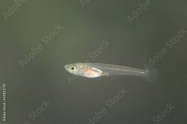 Fototapeta メダカの針子