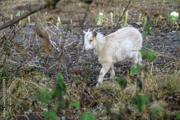 Fototapeta Goat on a farm in the village on a background of green pasture. The animal eats grass in the summer and autumn. Stock photo background