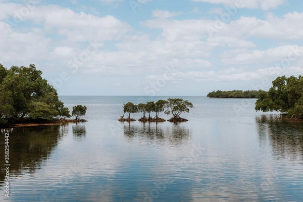 Obraz mangroves on the coast of the philippines