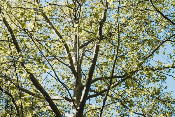 Obraz View into the branches of a deciduous tree
