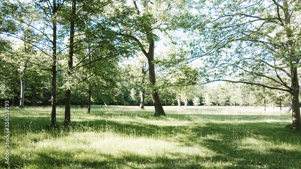 Obraz Sunny meadows with deciduous trees