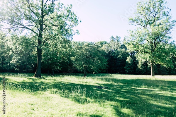 Obraz Sunny meadows with deciduous trees