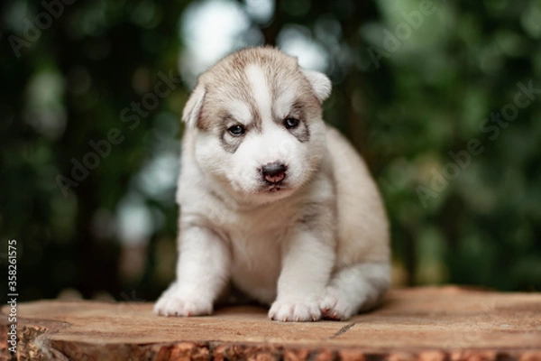 Obraz One Little cute puppy of Siberian husky dog outdoors