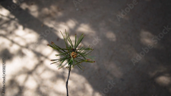 Fototapeta Branch of a pine tree against a grey asphalt. Pine tree.