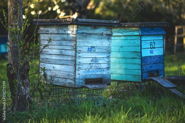 Obraz beehive, bee, ul, honey