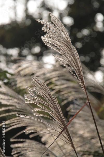 Fototapeta Wedel - gras