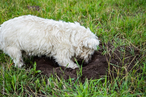 Fototapeta westie digging