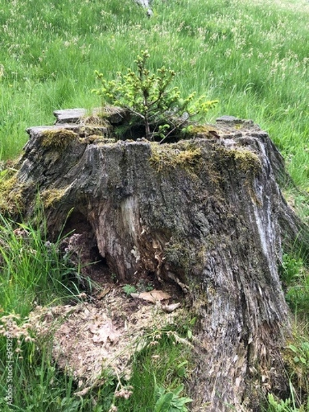 Obraz Growing little tree