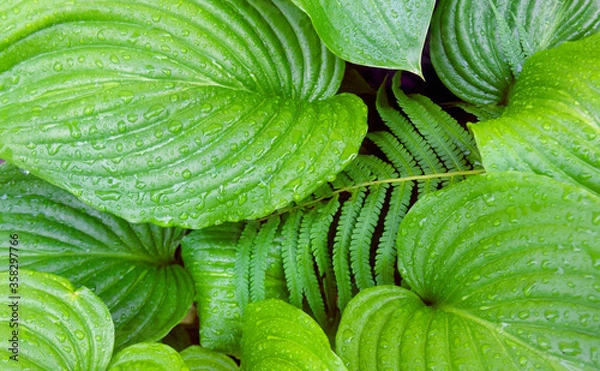 Fototapeta green leaves background