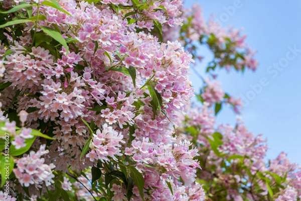 Fototapeta Linnaea amabilis. Kolkwitzia amabilis or beauty bush. Gorgeous background with yellow wall and flowering tree. Angiosperms, Eudicots, Asterids, Dipsacales, Caprifoliaceae, Linnaeoideae, Linnaea.