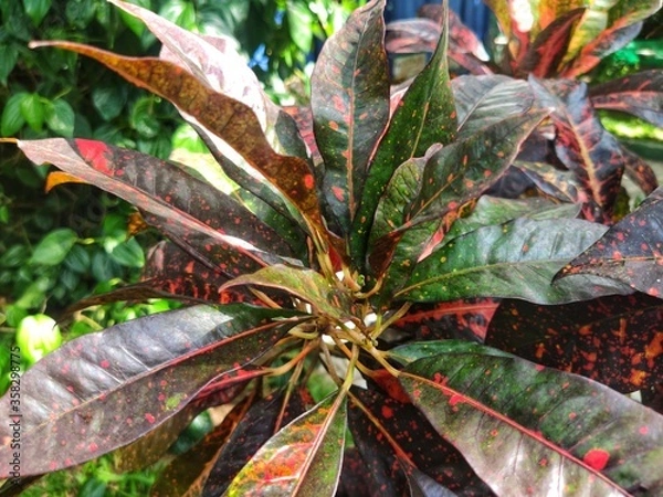Obraz red and yellow leaves