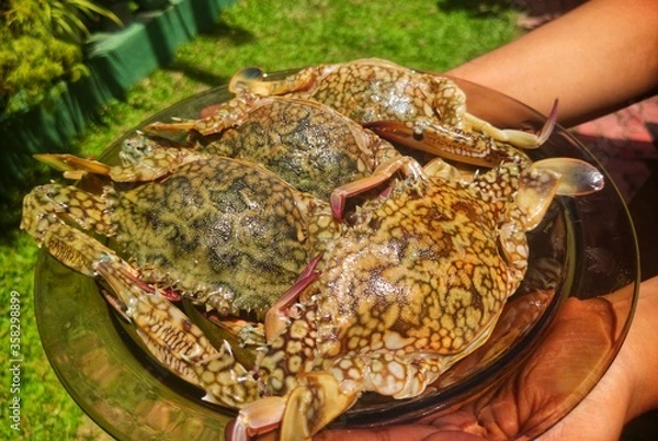 Obraz hand holding crabs on plate