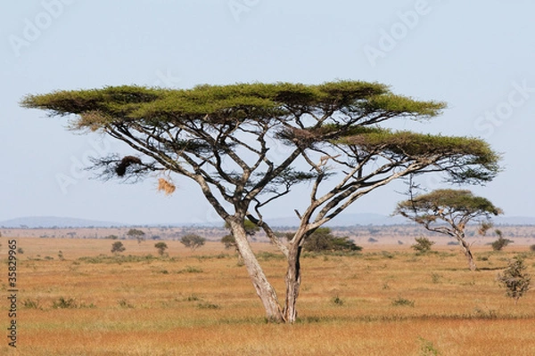 Obraz Serengeti acacia