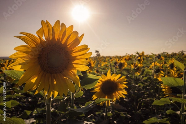 Fototapeta A sunflower field at sunset