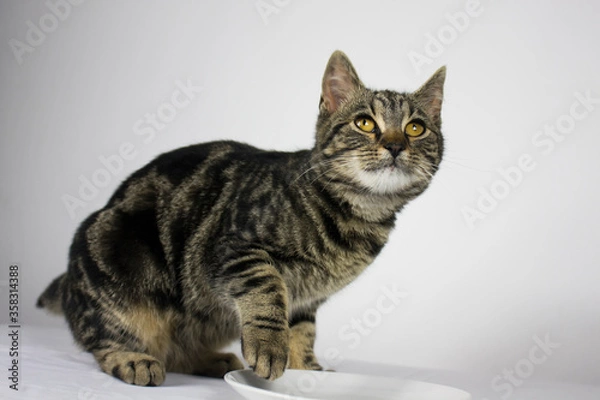 Obraz Tabby cat on white background. Beautiful tabby cat with golden eyes holding paw above white plate on white background