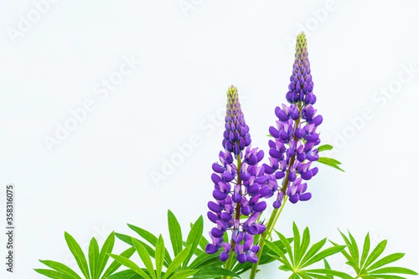 Obraz Purple lupine flowers on a white background with copy space