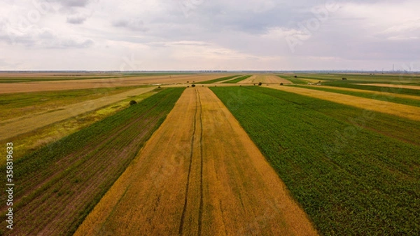 Obraz Agricultural field in a cloudy day
