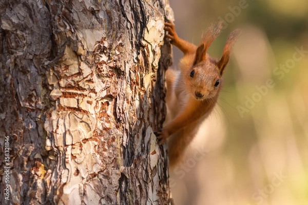 Obraz Cheeky Squirrel's Close-up: Park Moment