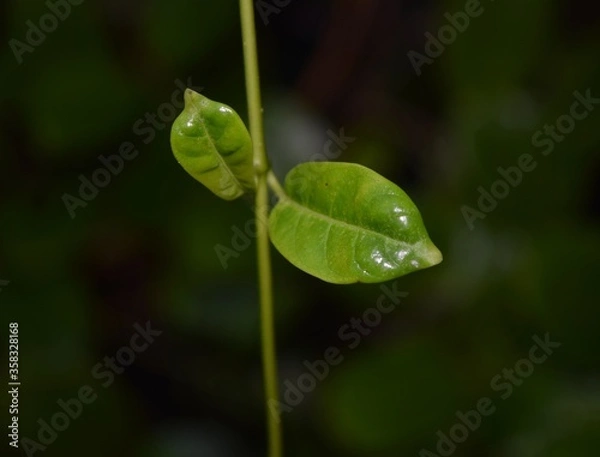 Obraz green leaf with water drops