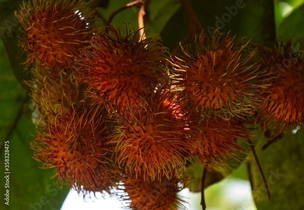 Obraz Red colour Rambutan fruits hanging in tree
