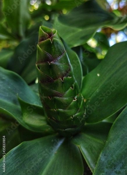 Obraz A flower bud of 