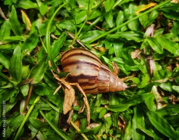Obraz snail on a leaf