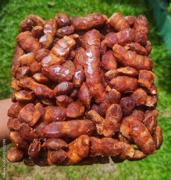 Obraz Closeup of dried Tomarind on a hand