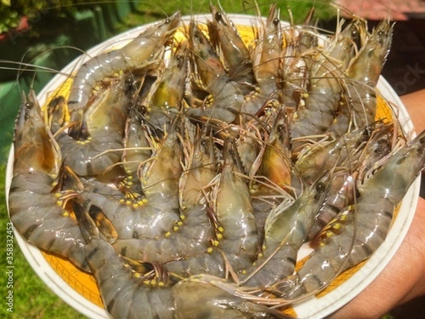 Obraz raw shrimp on a market