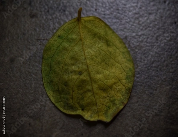 Obraz leaf on a wooden background