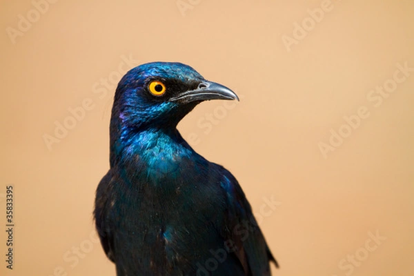 Obraz glossy starling