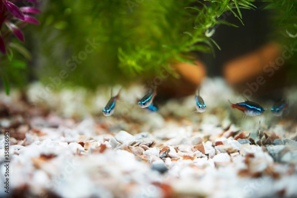 Fototapeta aquarium fish bought and released into the water