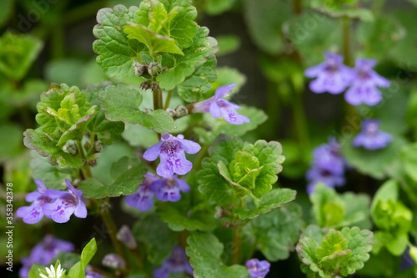 Fototapeta Flowers Glechoma Hederacea Growing On Meadow In Springtime Close Up.