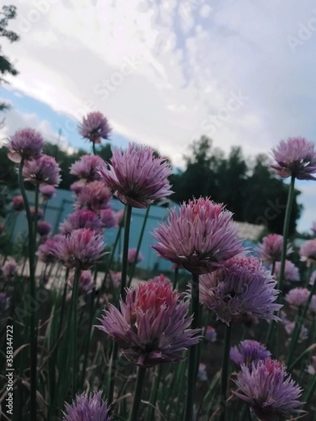 Fototapeta Processed with VSCO with l4 preset