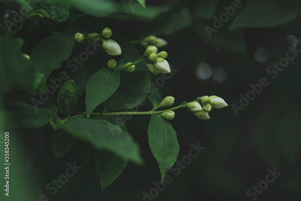 Fototapeta Unopened, closed flower buds of Jasmine (the Philadelphia shrub) in the evening garden. Close up view, selective focus, copy space. Dark mood or low key photography.