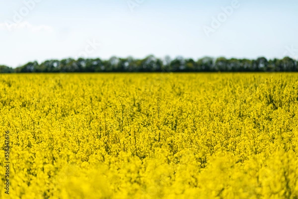 Fototapeta field of rape