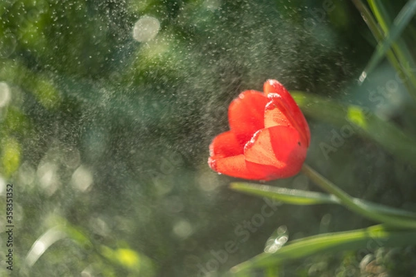 Obraz red tulip in the rain