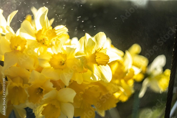 Obraz daffodils in spring