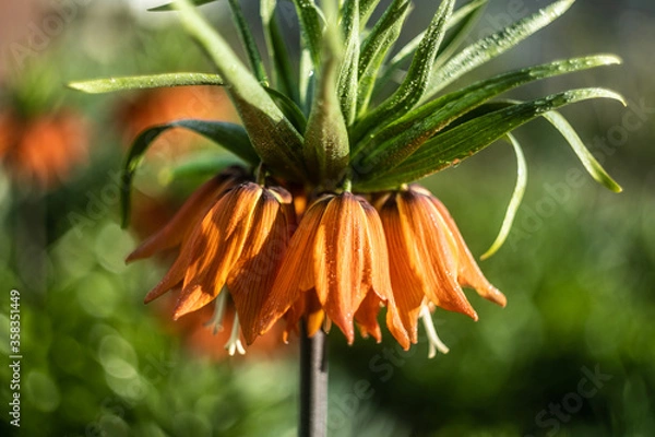 Obraz orange tiger lily