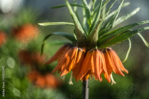 Obraz orange lily flower