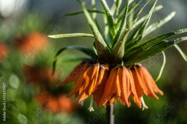 Obraz orange lily flower