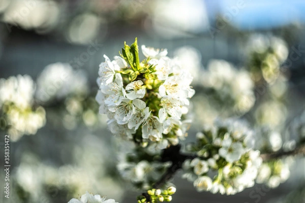 Obraz spring blossom in spring