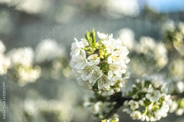 Obraz blooming apple tree