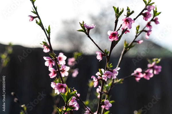 Obraz pink and white flowers
