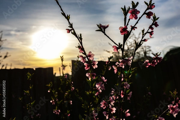 Obraz flowers in the sunset