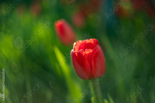 Obraz red and yellow tulips